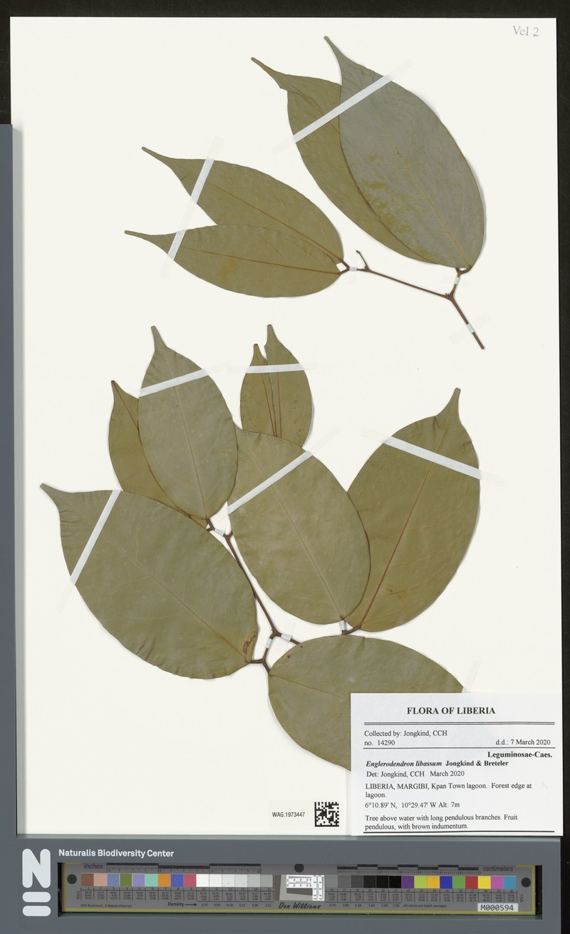 Englerodendron libassum photo 4