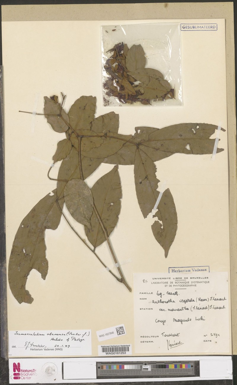 Englerodendron macranthum