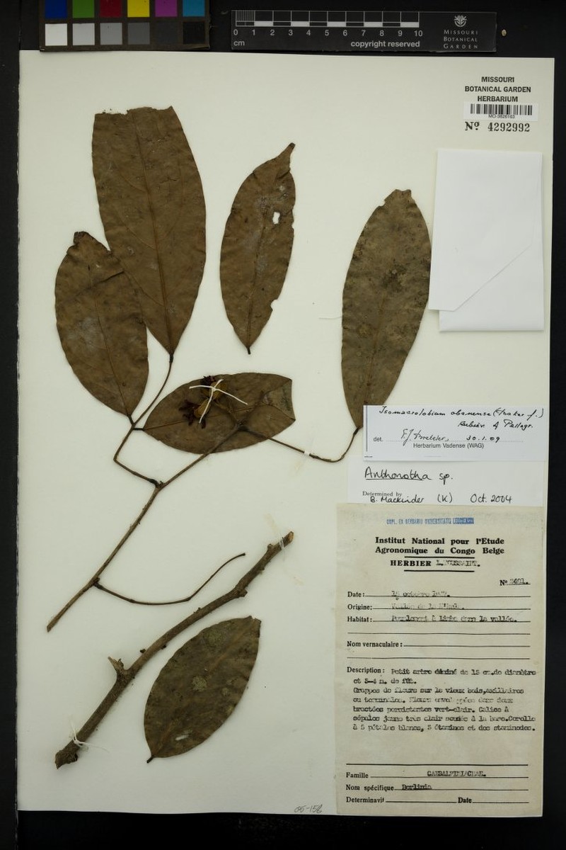 Englerodendron macranthum photo 2