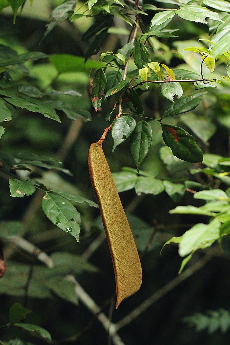 Englerodendron mengei photo 2