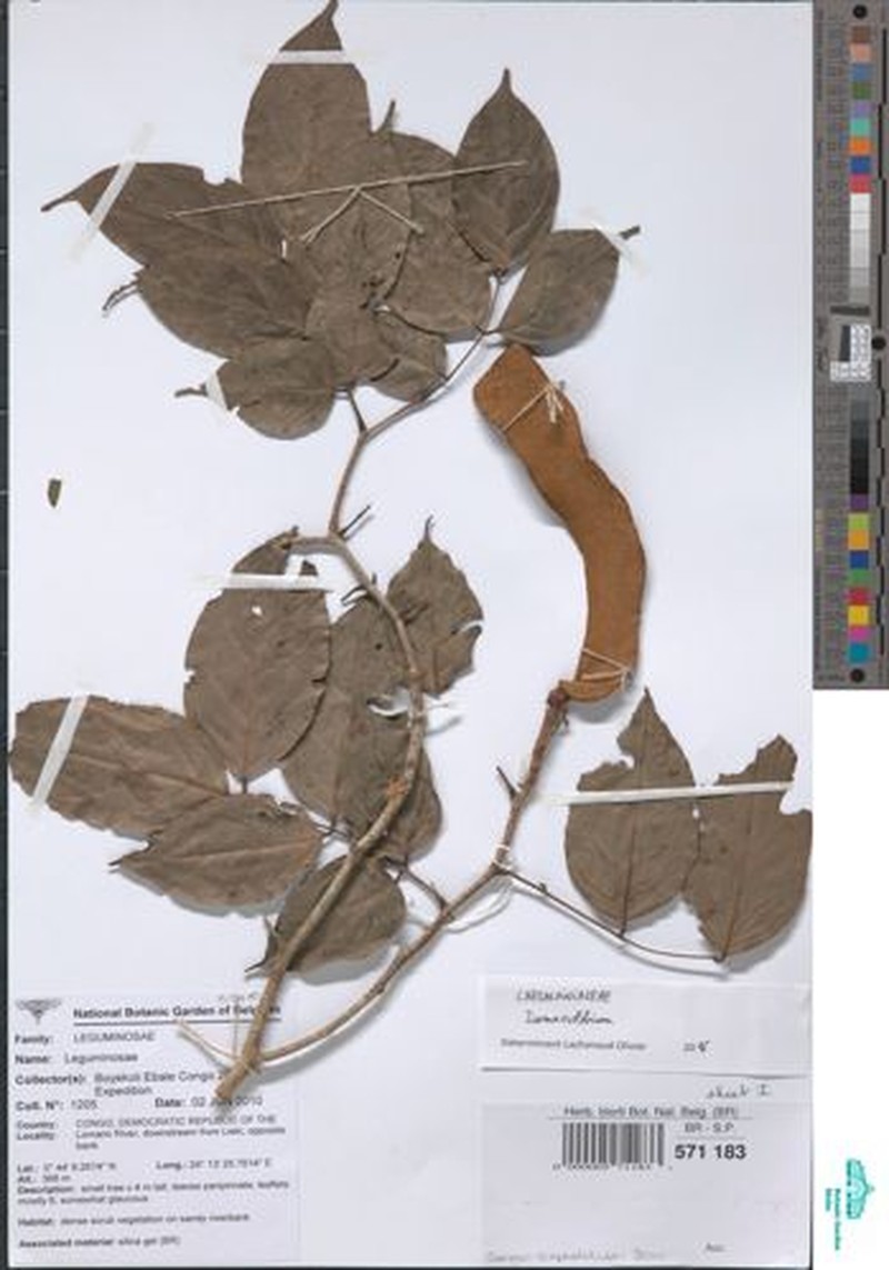 Englerodendron mengei photo 3