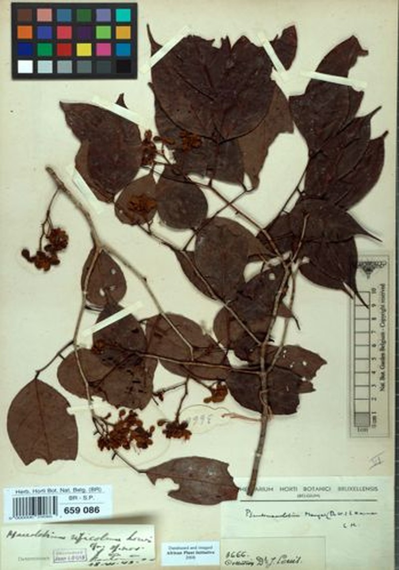 Englerodendron mengei photo 5