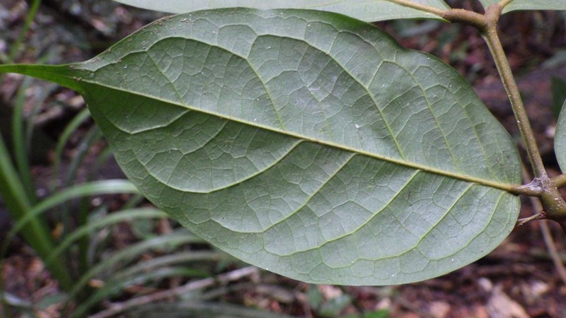 Englerodendron nguemae