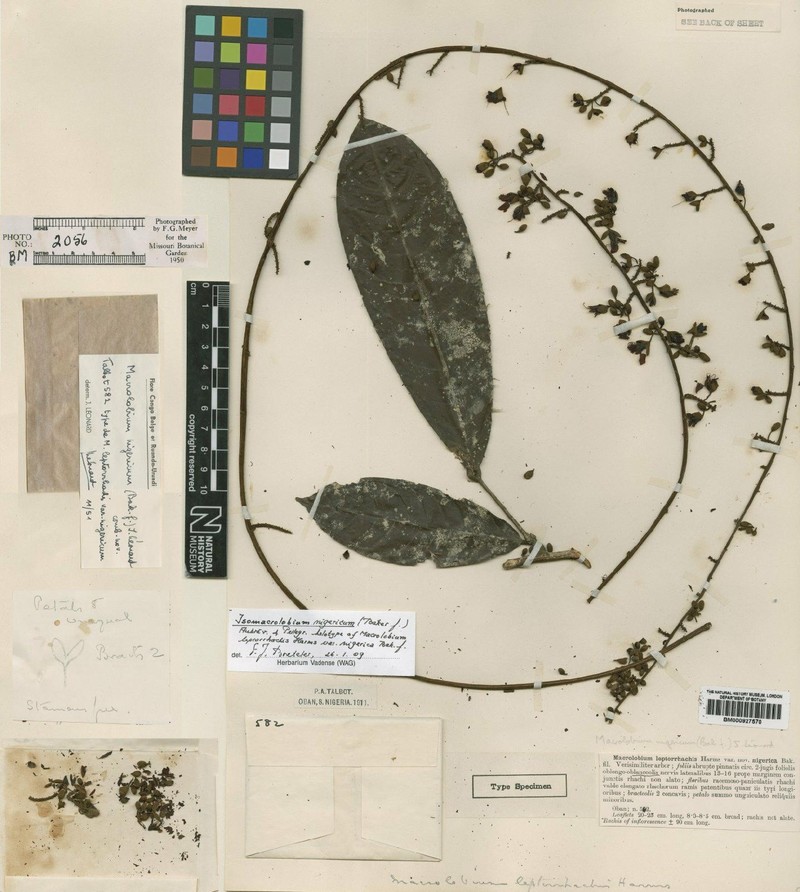Englerodendron nigericum