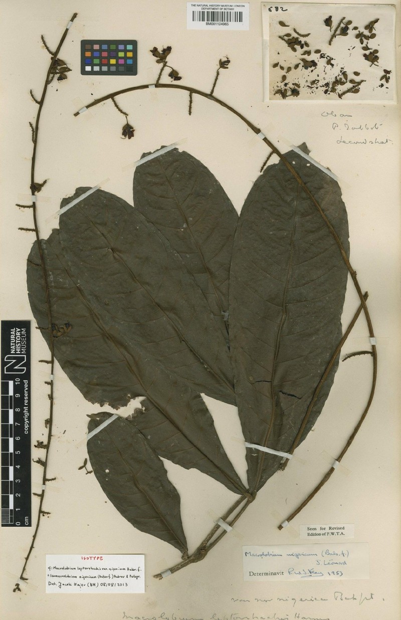 Englerodendron nigericum photo 2
