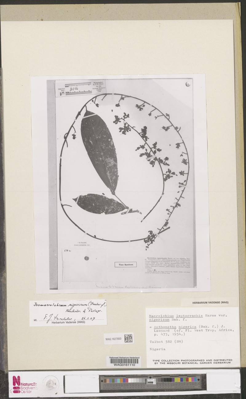 Englerodendron nigericum photo 3