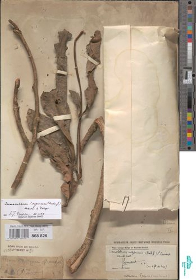 Englerodendron nigericum photo 4