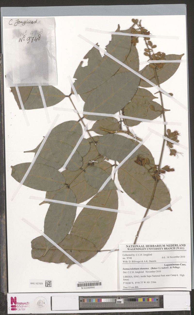 Englerodendron obanense