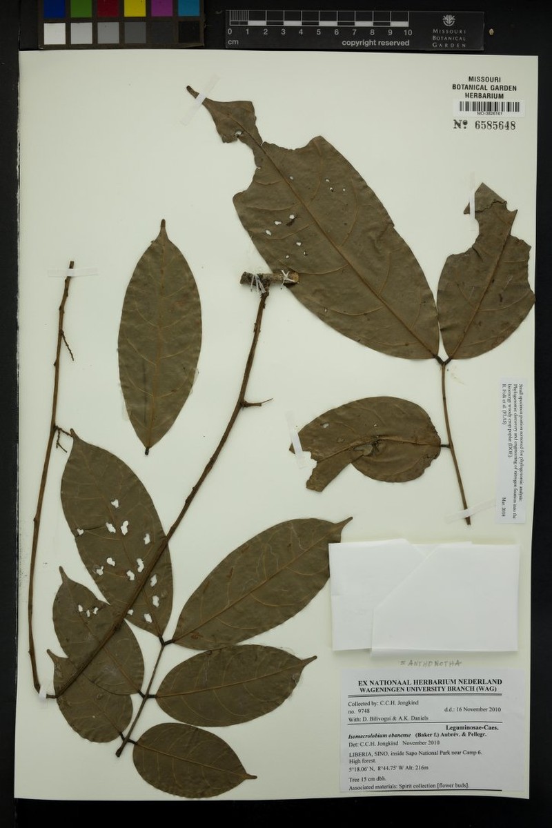 Englerodendron obanense photo 2