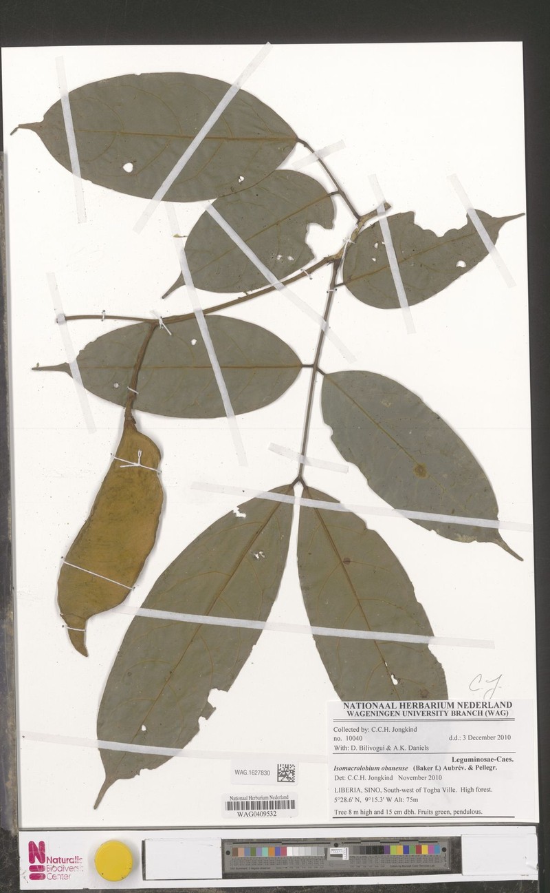 Englerodendron obanense photo 3
