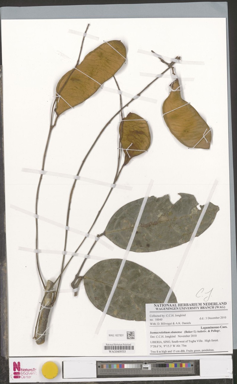 Englerodendron obanense photo 4