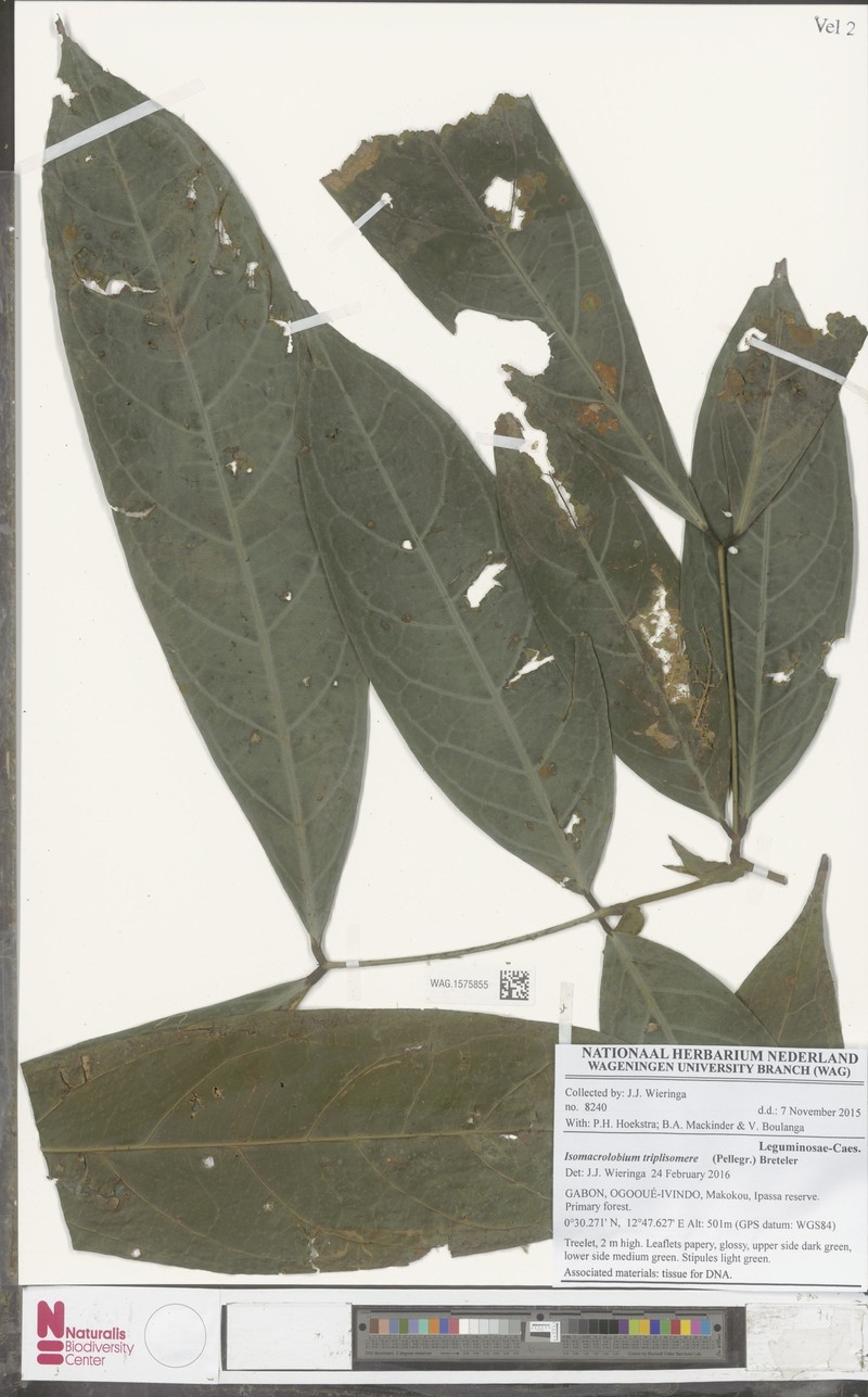 Englerodendron triplisomere