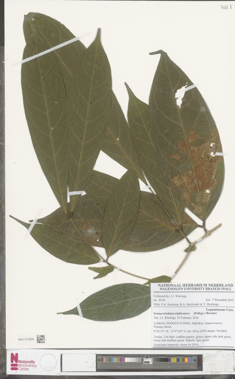 Englerodendron triplisomere photo 2