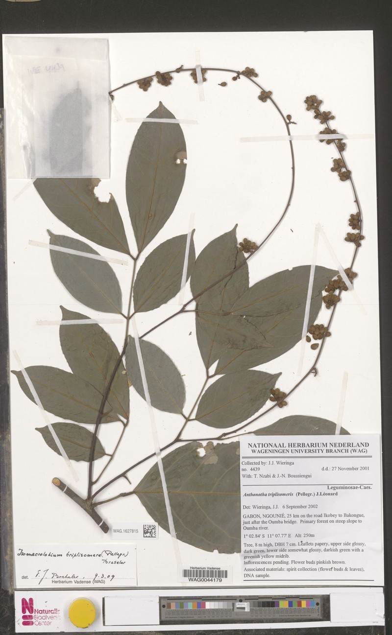 Englerodendron triplisomere photo 3