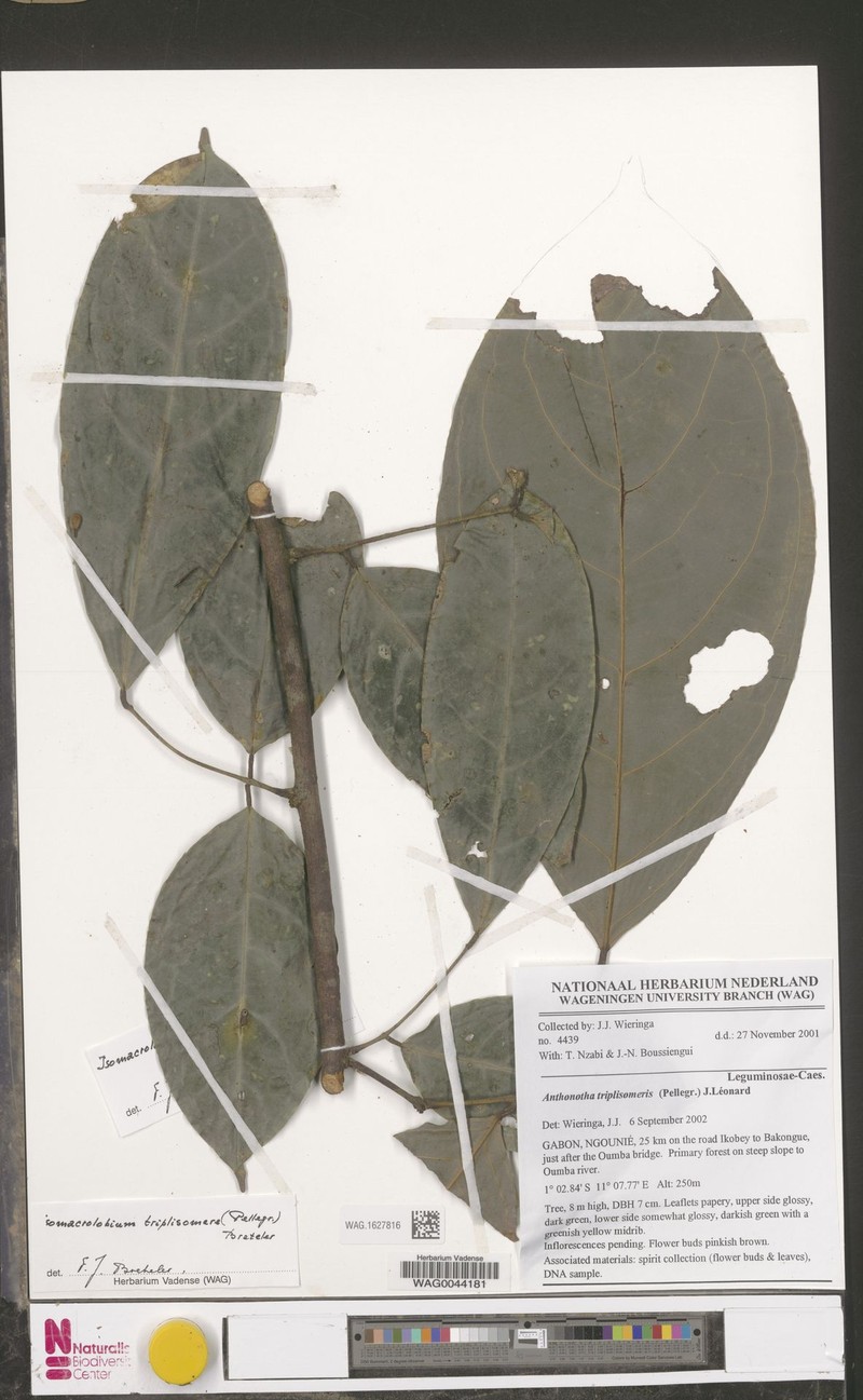 Englerodendron triplisomere photo 4