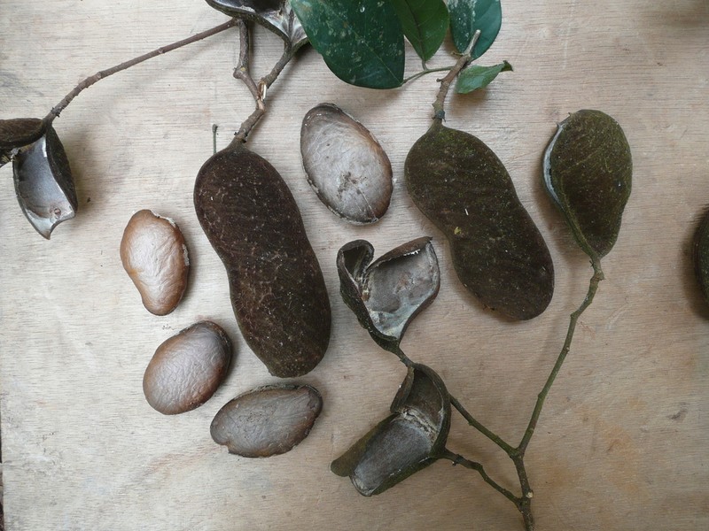 Englerodendron vignei