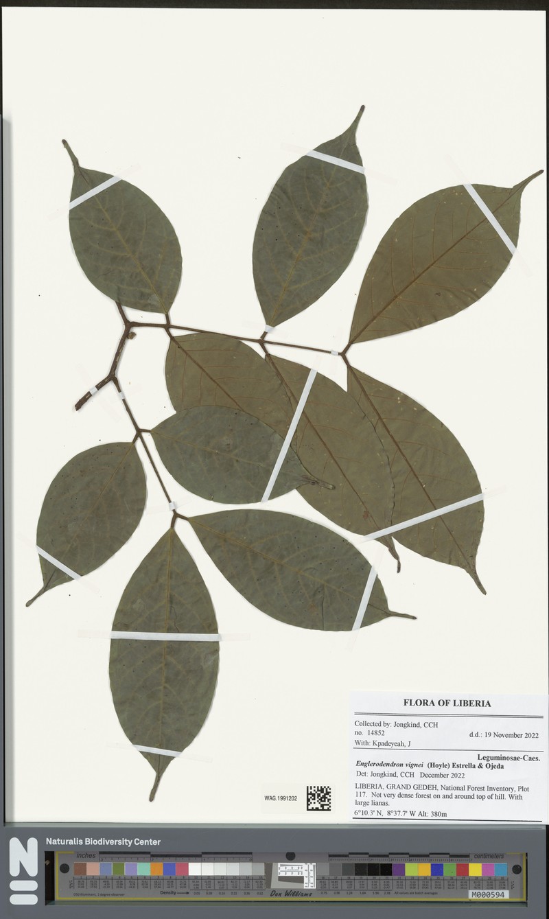 Englerodendron vignei photo 2