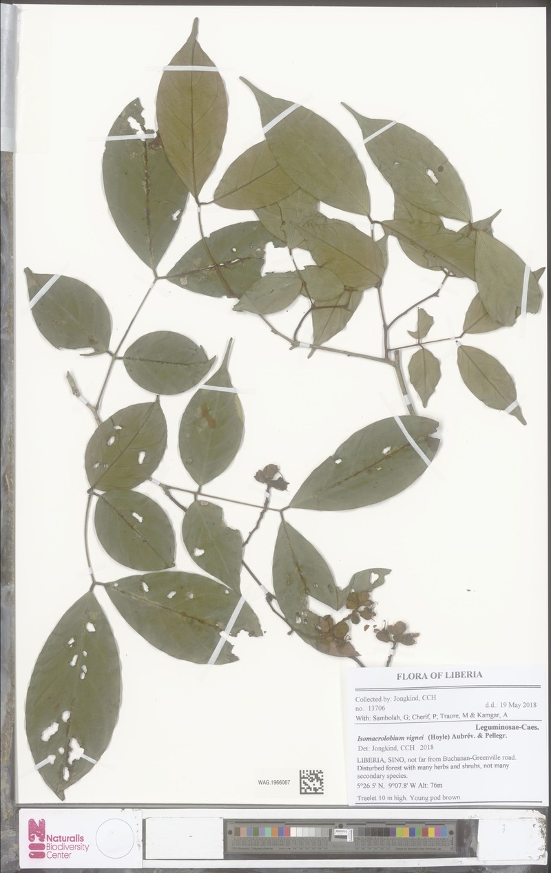 Englerodendron vignei photo 3