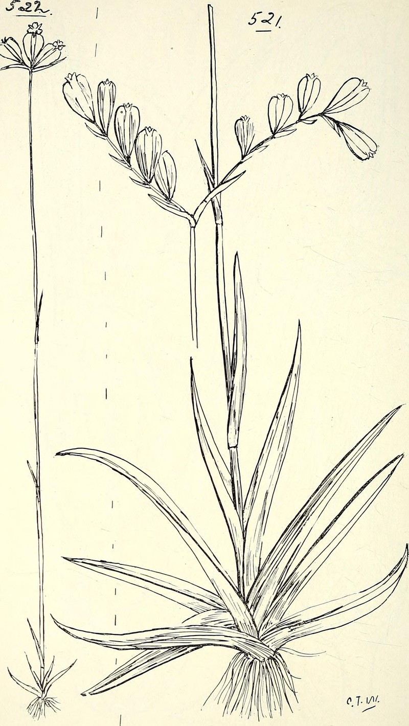 Enhalus acoroides photo 4