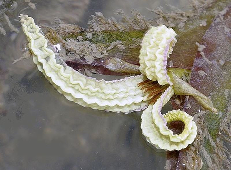 Enhalus acoroides photo 2