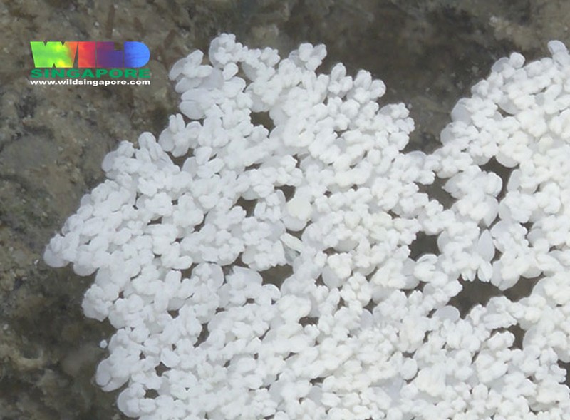 Enhalus acoroides photo 3