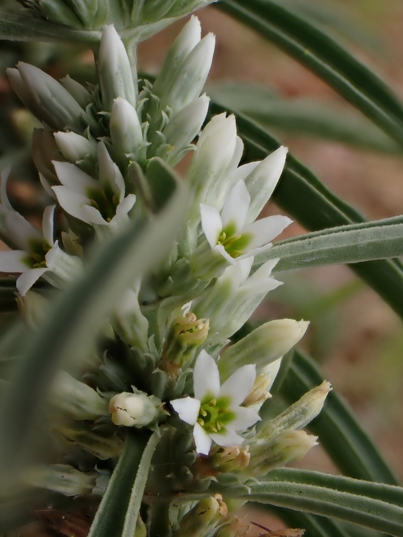 Enicostema axillare subsp. axillare