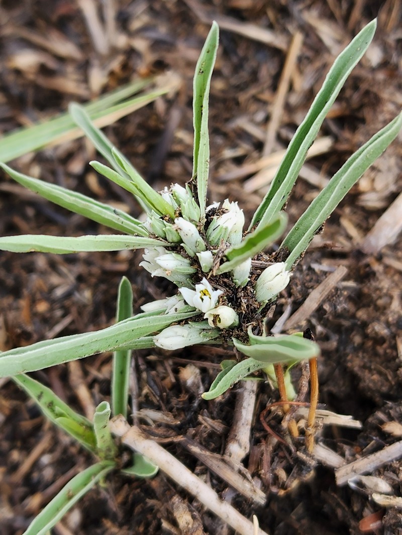 Enicostema axillare subsp. axillare photo 2