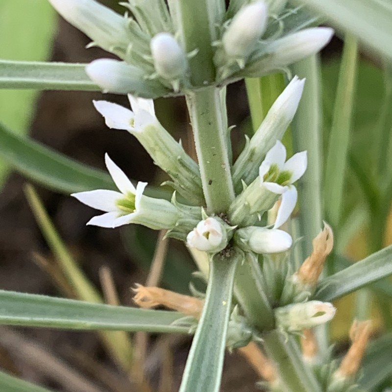 Enicostema axillare subsp. axillare photo 3