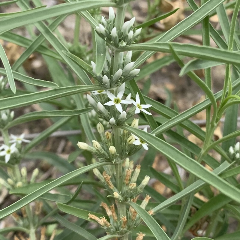 Enicostema axillare subsp. axillare photo 4
