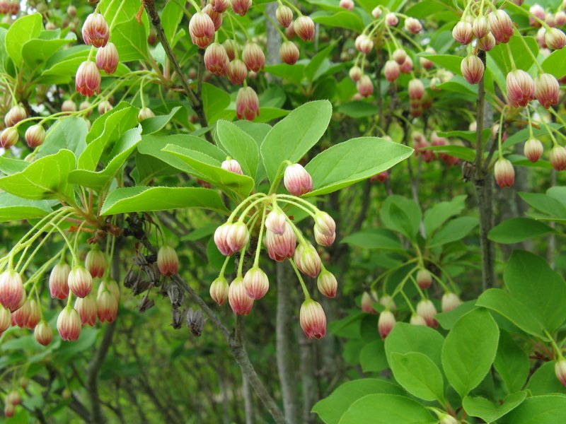 Enkianthus campanulatus