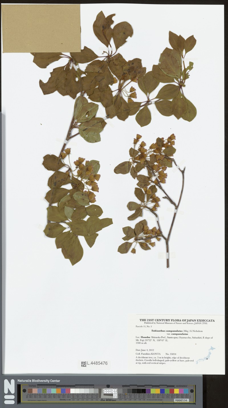 Enkianthus campanulatus var. campanulatus