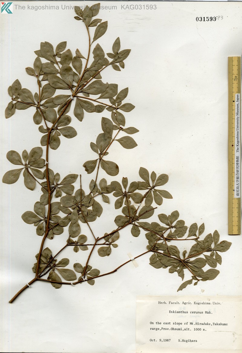 Enkianthus cernuus f. cernuus