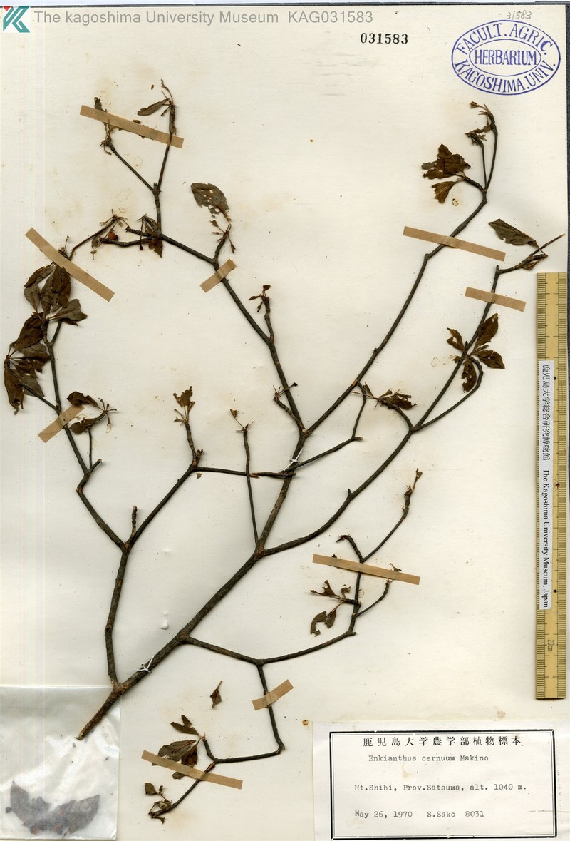 Enkianthus cernuus f. cernuus photo 2