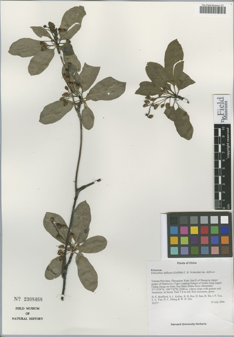 Enkianthus deflexus var. deflexus