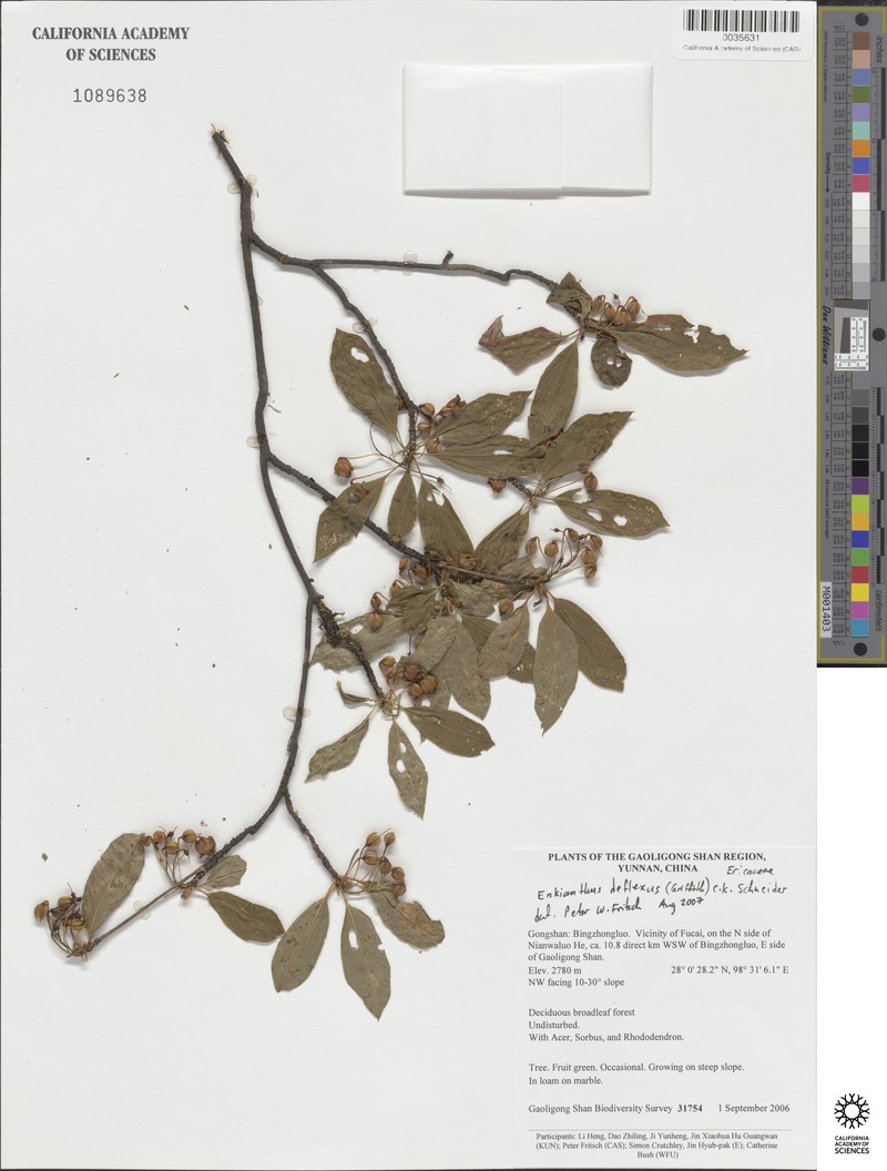 Enkianthus deflexus var. deflexus photo 2