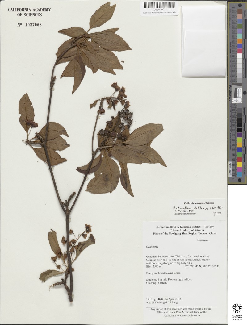 Enkianthus deflexus var. deflexus photo 3