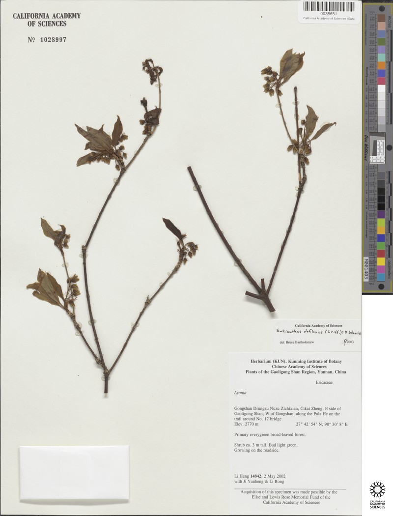 Enkianthus deflexus var. deflexus photo 4