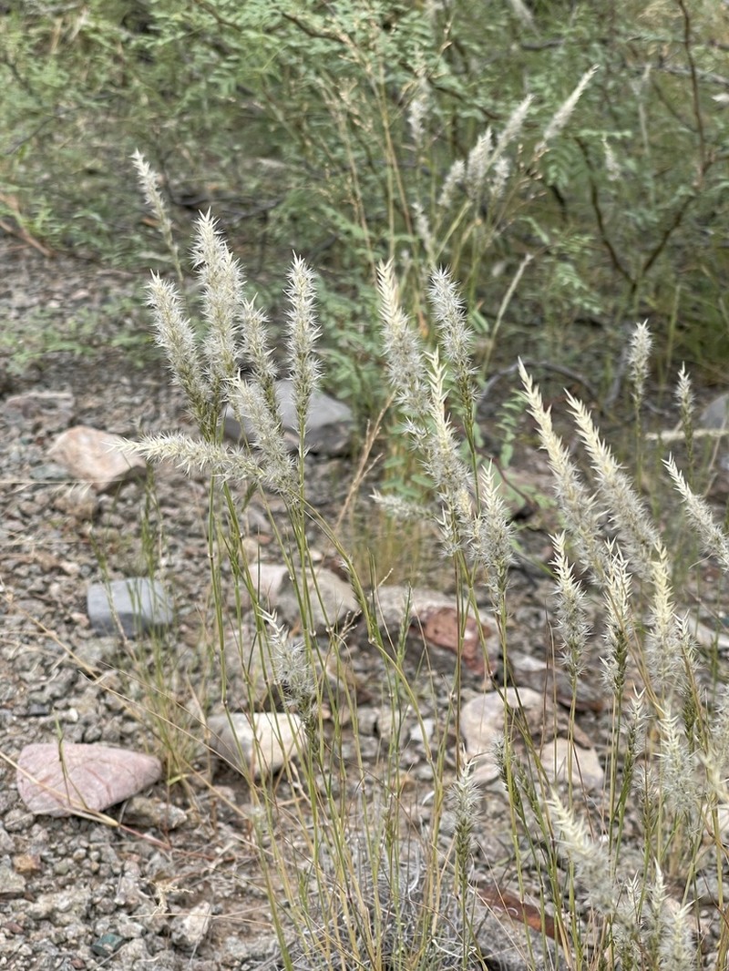 Nineawn Pappusgrass photo 2