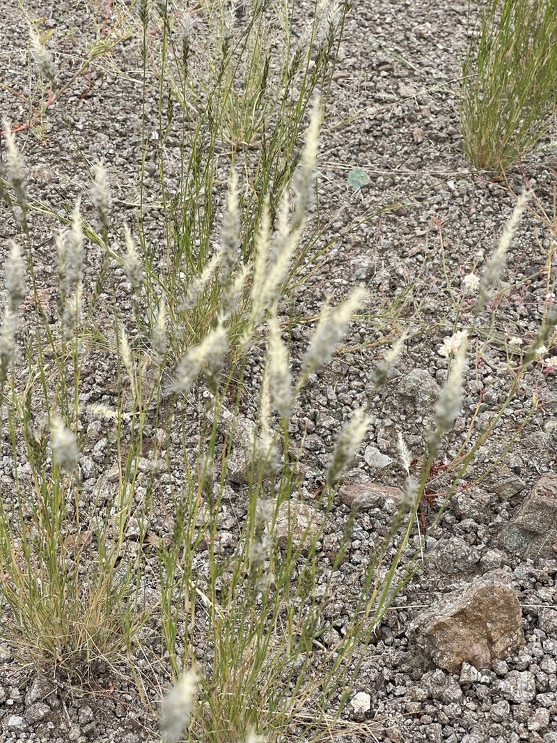 Nineawn Pappusgrass photo 3