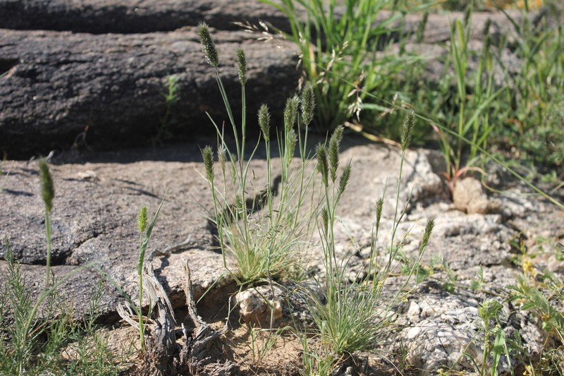 Nineawn Pappusgrass photo 7