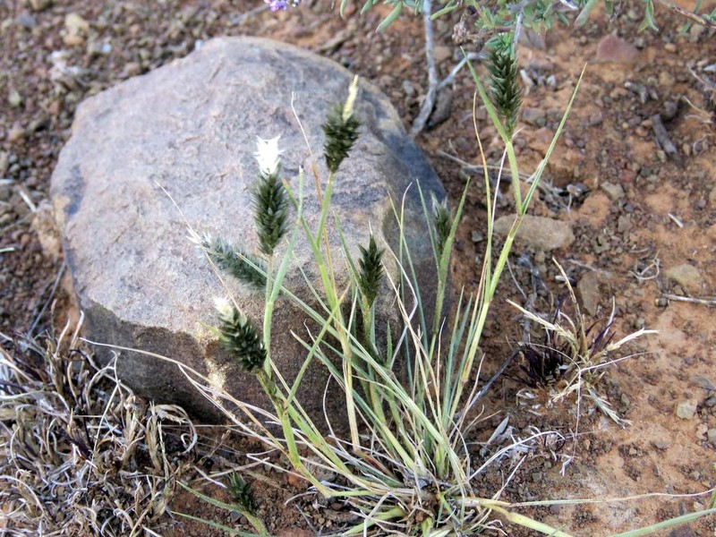 Nineawn Pappusgrass photo 8