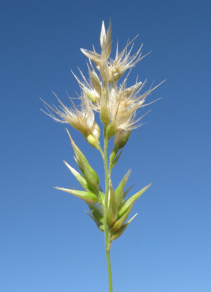 Slender Bottle-Washers