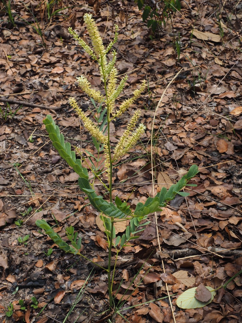 Entada arenaria subsp. arenaria
