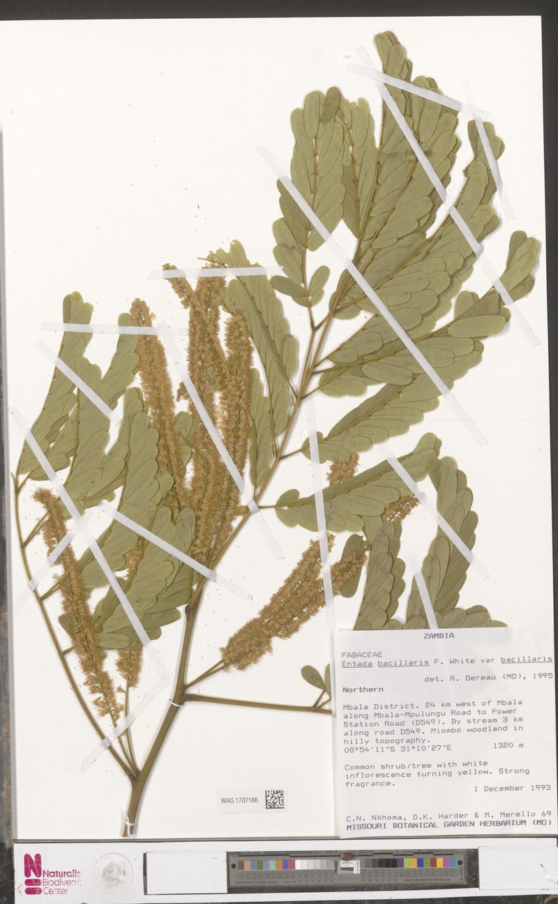 Entada bacillaris var. bacillaris