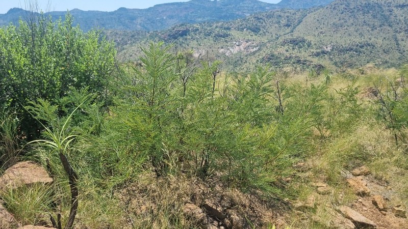 Entada burkei photo 3