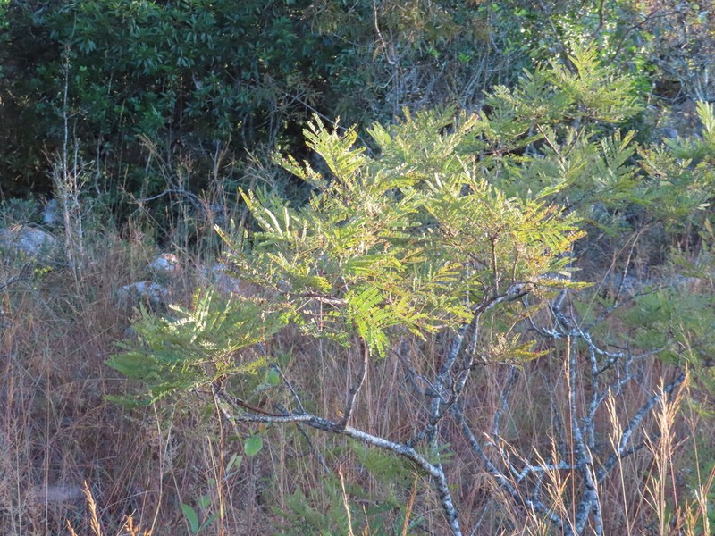 Entada burkei photo 6