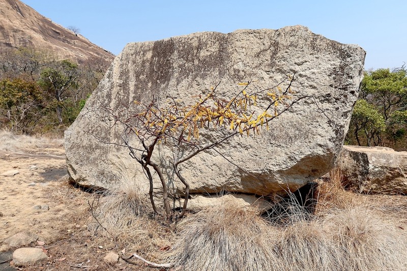 Entada goetzei