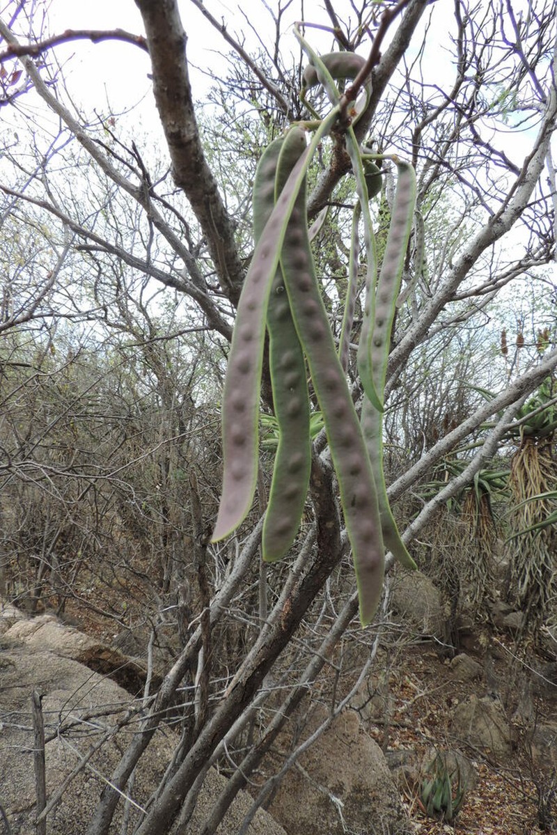 Entada goetzei photo 2