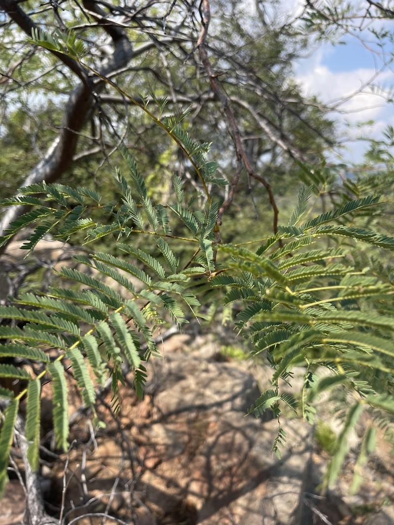 Entada goetzei photo 3