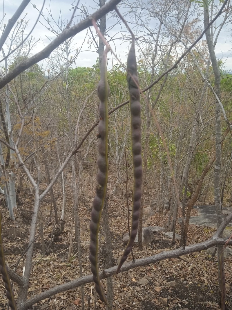 Entada goetzei photo 5